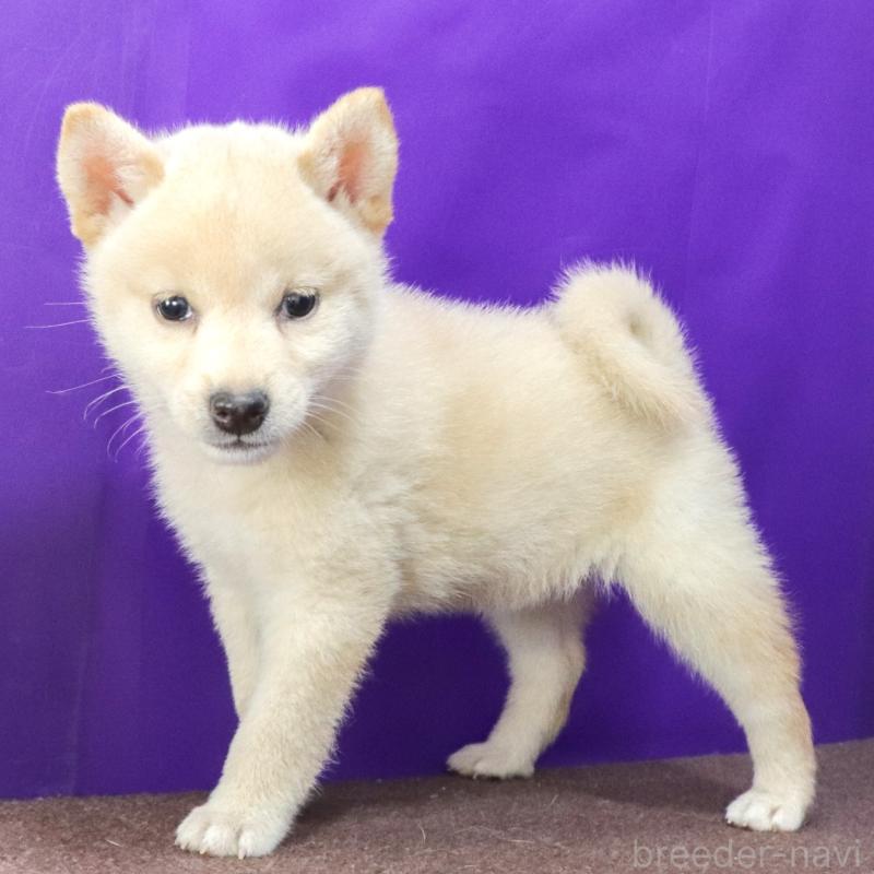 販売中の愛知県の柴犬-406787の2枚目